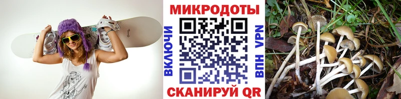 Галлюциногенные грибы GOLDEN TEACHER  наркотики  Поворино 